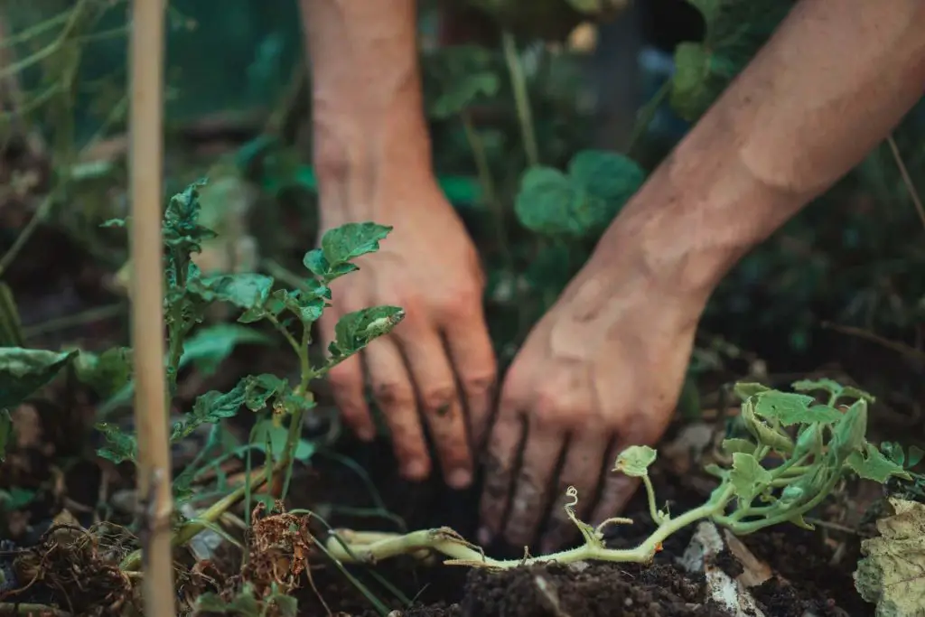 benefits of mushroom compost 