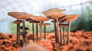 Benefits of mushroom compost