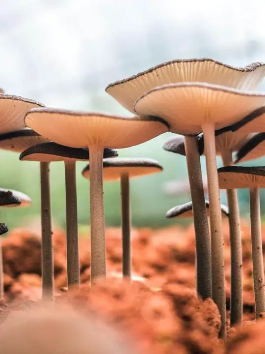 Benefits of mushroom compost