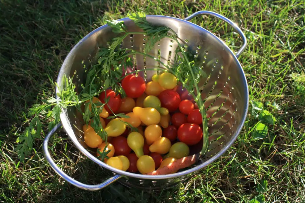 can you grow tomatoes in a grow tent