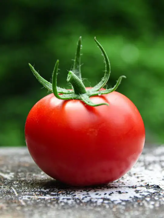 can you grow tomatoes in a grow tent