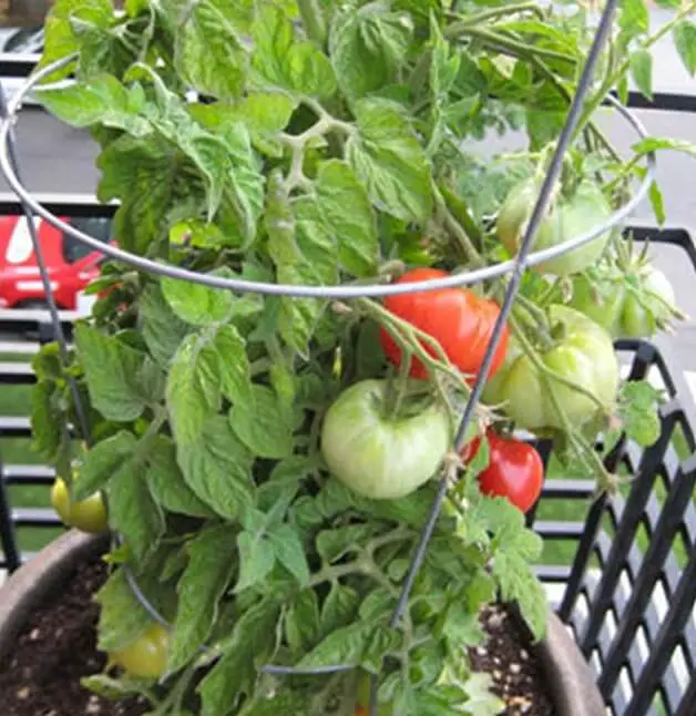 can you grow tomatoes in a grow tent