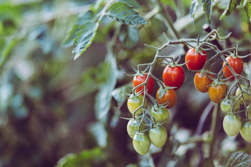 how to grow cherry tomatoes in pots