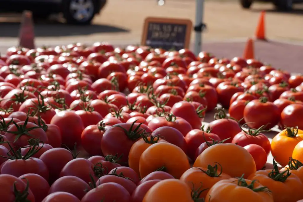 how to grow moneymaker tomatoes