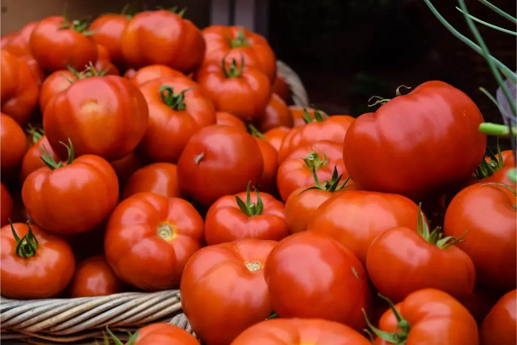 how to grow money maker tomatoes 