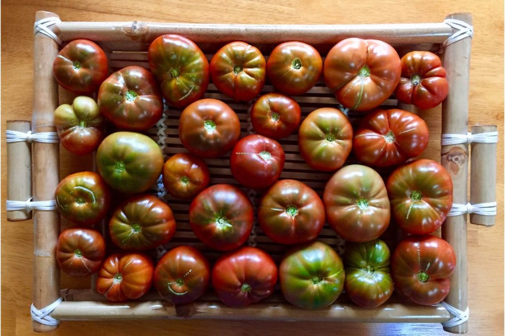how to grow moneymaker tomatoes