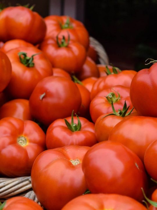 how to grow moneymaker tomatoes