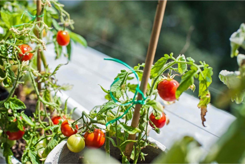 how to grow moneymaker tomatoes 
