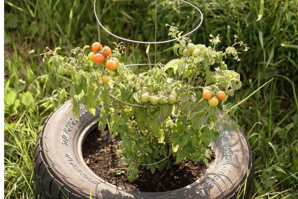 how to grow moneymaker tomatoes 