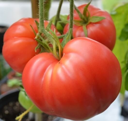 how to grow oxheart tomatoes