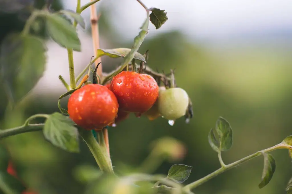 how to grow tomatoes in rainy season  