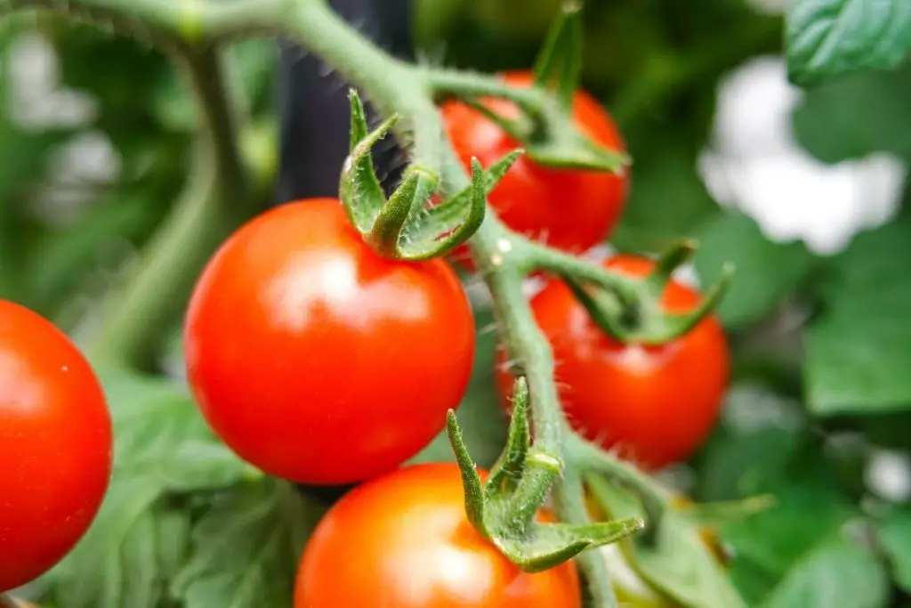 how to grow tomatoes in rainy season  