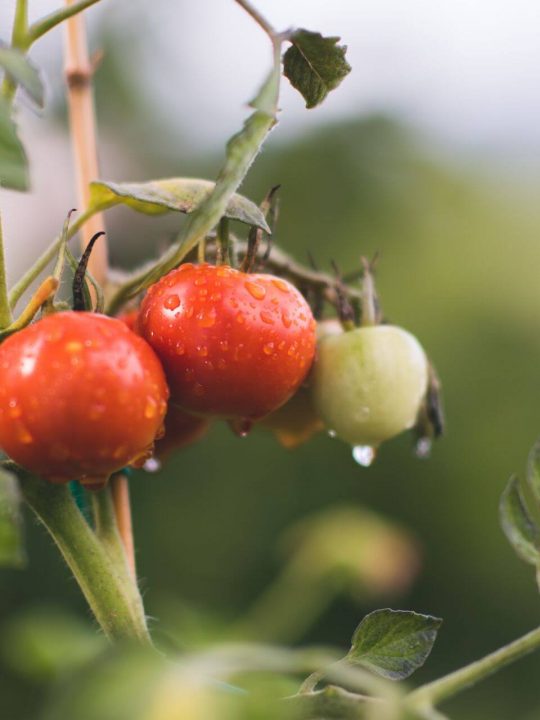 How to grow tomatoes in rainy season