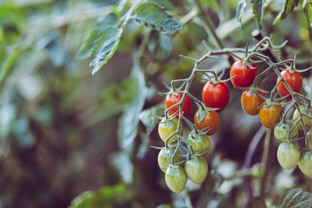 how to grow tomatoes indoors like a pro 