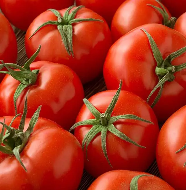 how to grow tomatoes indoors with lights 