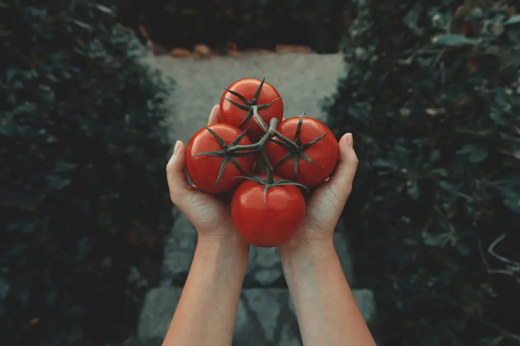 how to grow tomatoes indoors with lights 