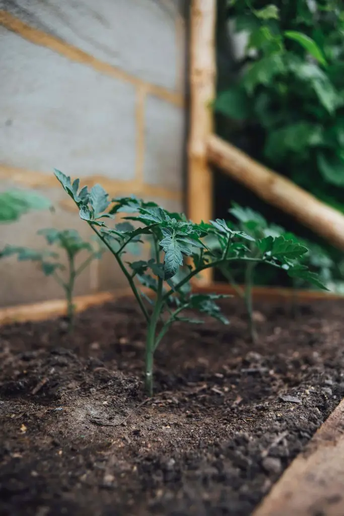 how to grow tomatoes indoors with lights