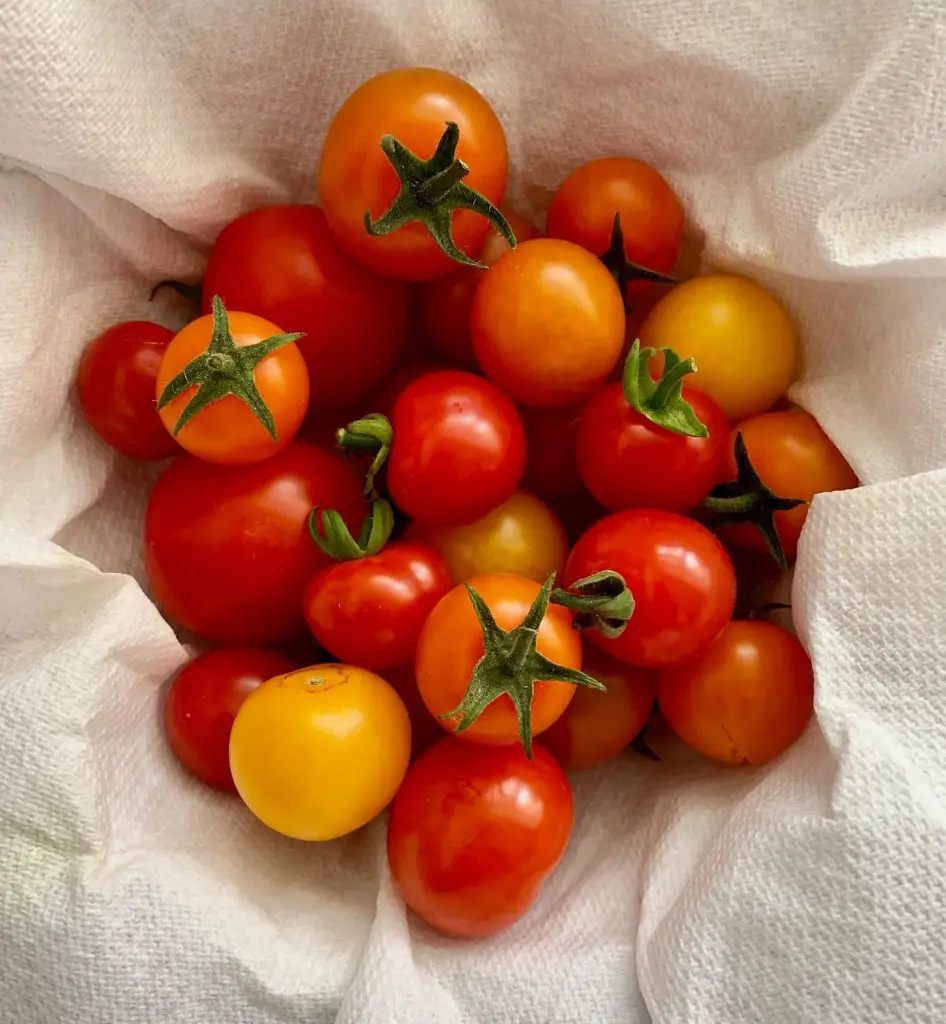 how to grow tomatoes indoors with lights 