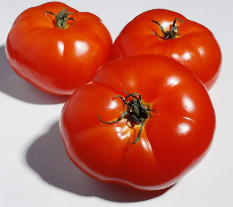 How To Grow Tomatoes Indoors With Lights + Growing Tips! [2023]