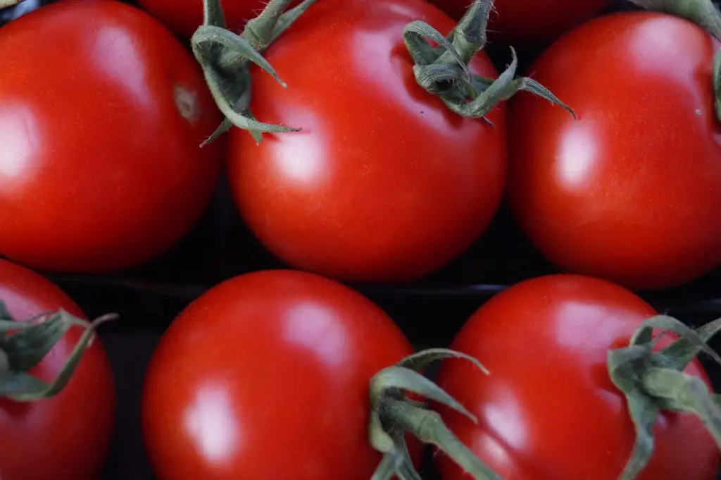 how to grow tomatoes indoors with lights 