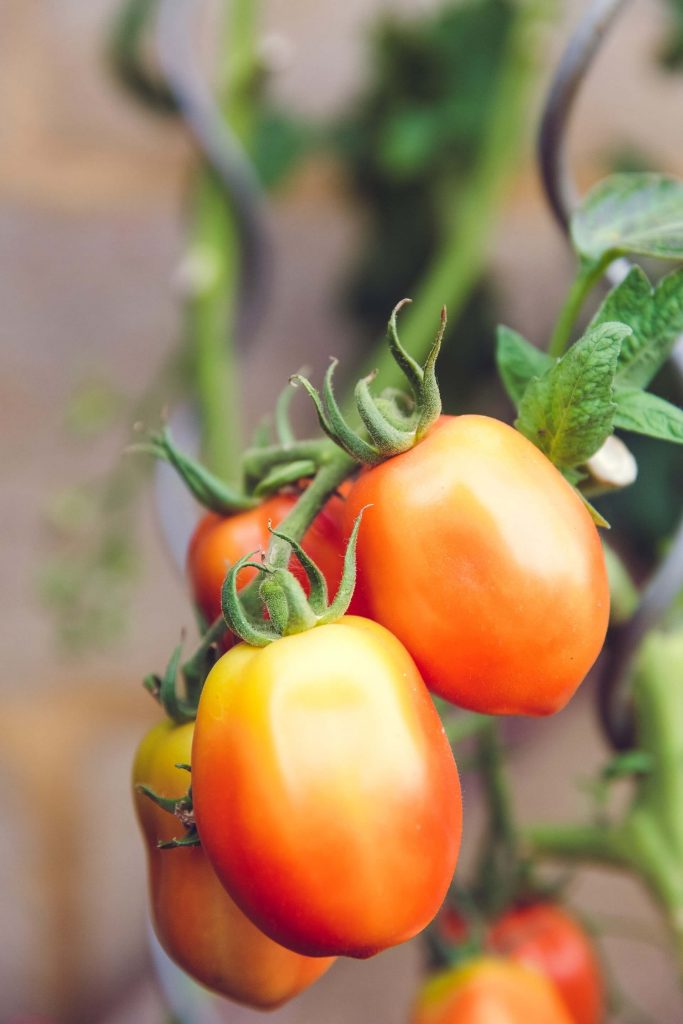 how to grow tomatoes indoors with lights 