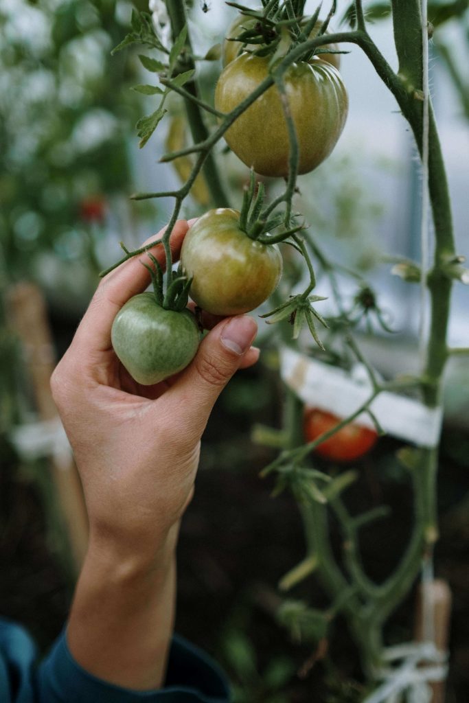 how to grow tomatoes on a fence