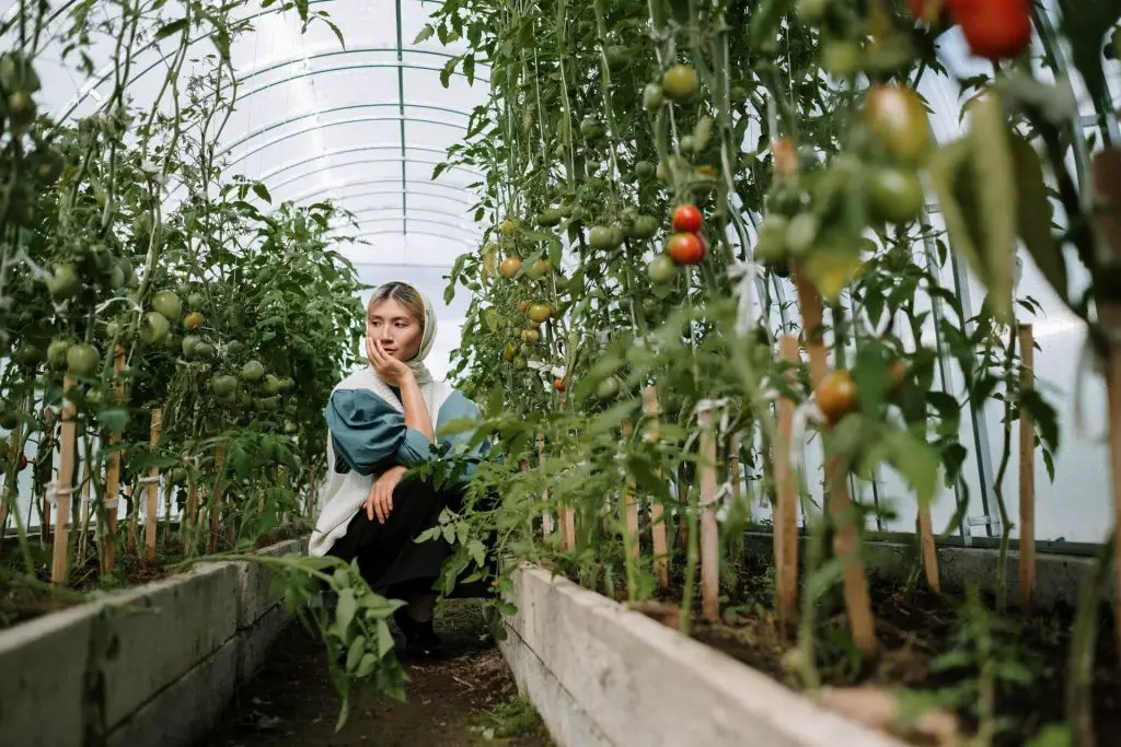 how to grow tomatoes on a fence