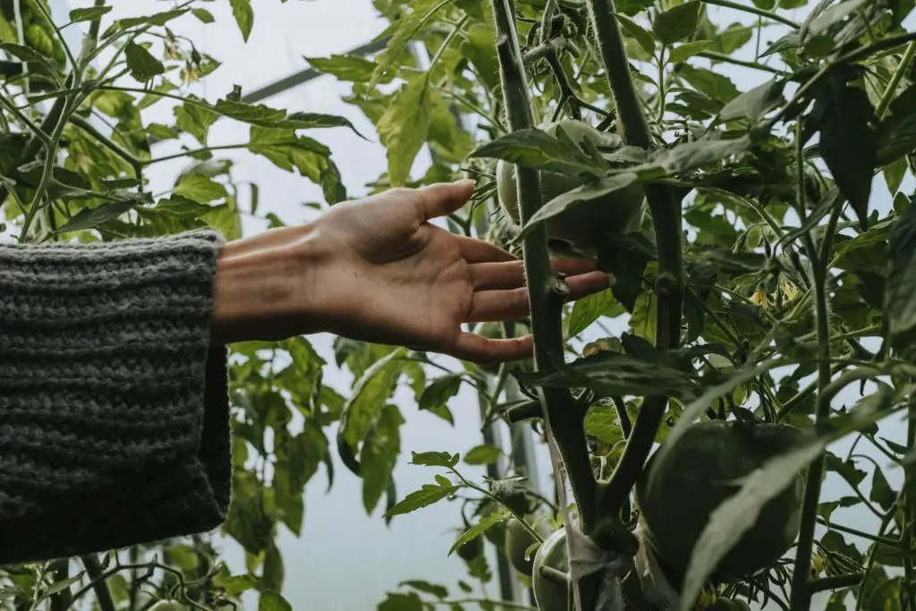 how to grow tomatoes on a fence