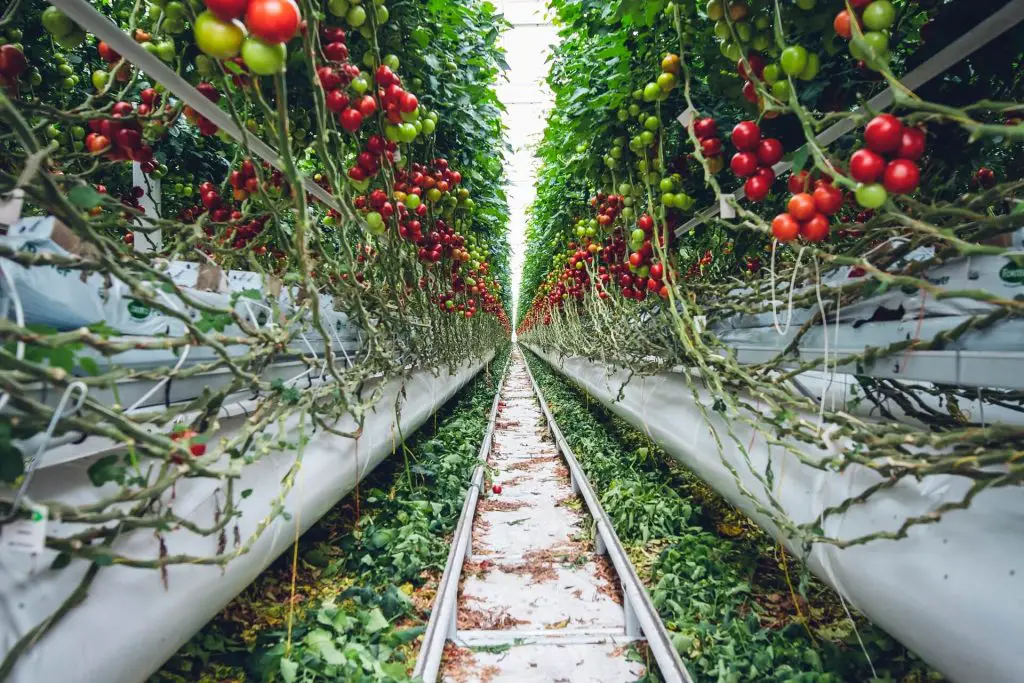 how to grow tomatoes on a fence