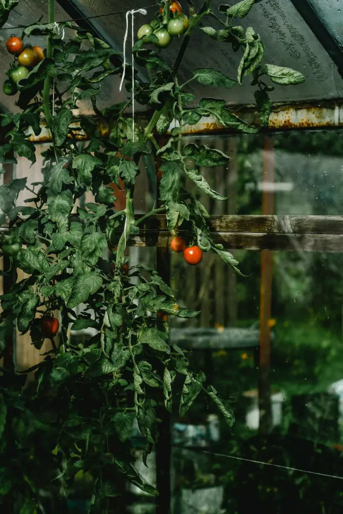 how to grow tomatoes on a fence