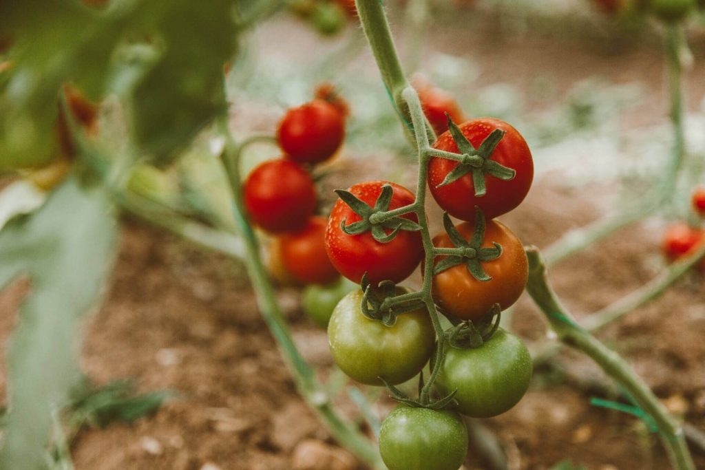 how to grow tomatoes without a garden 