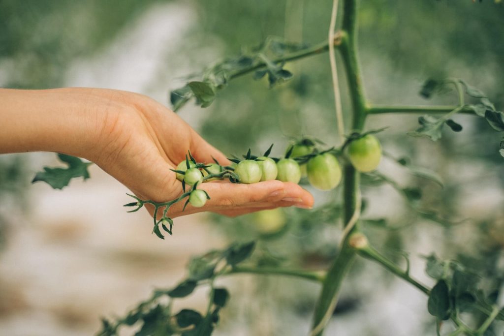 how to grow tomatoes without a garden