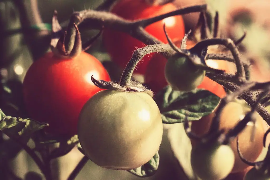 how to grow tomatoes without a garden