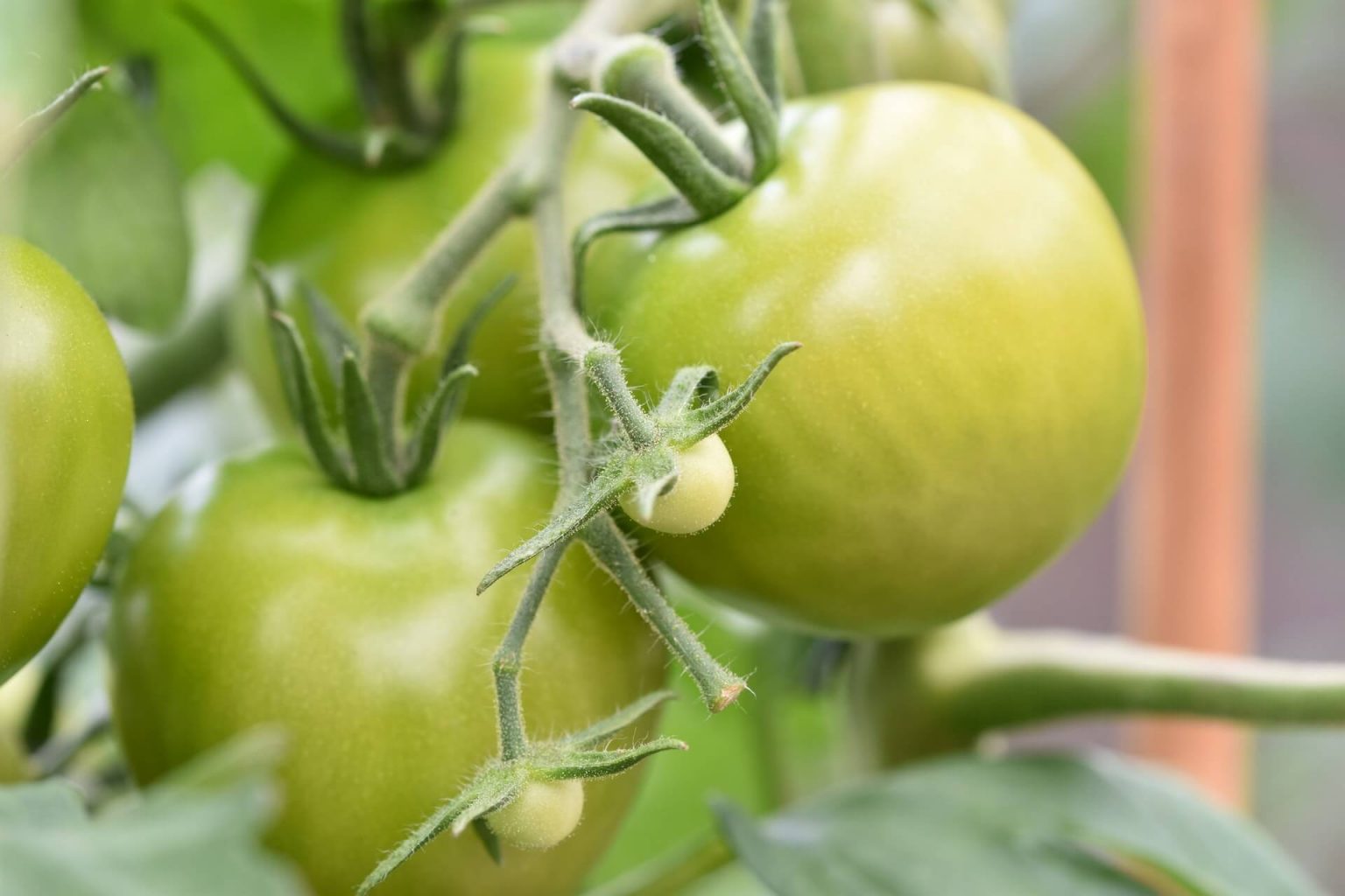 How To Grow Tomatoes Without A Garden + Unique Growing Tips! [2022]