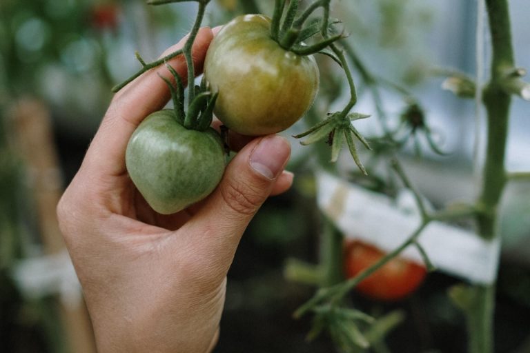 How To Grow Tomatoes Without A Garden + Unique Growing Tips! [2022]