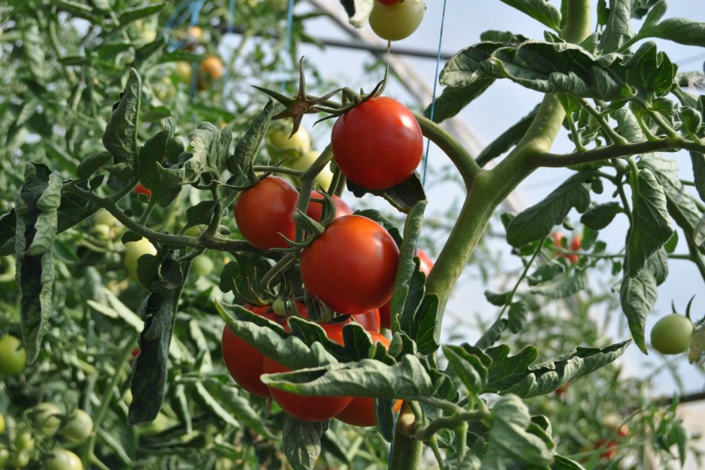 how to grow tomatoes without a greenhouse 