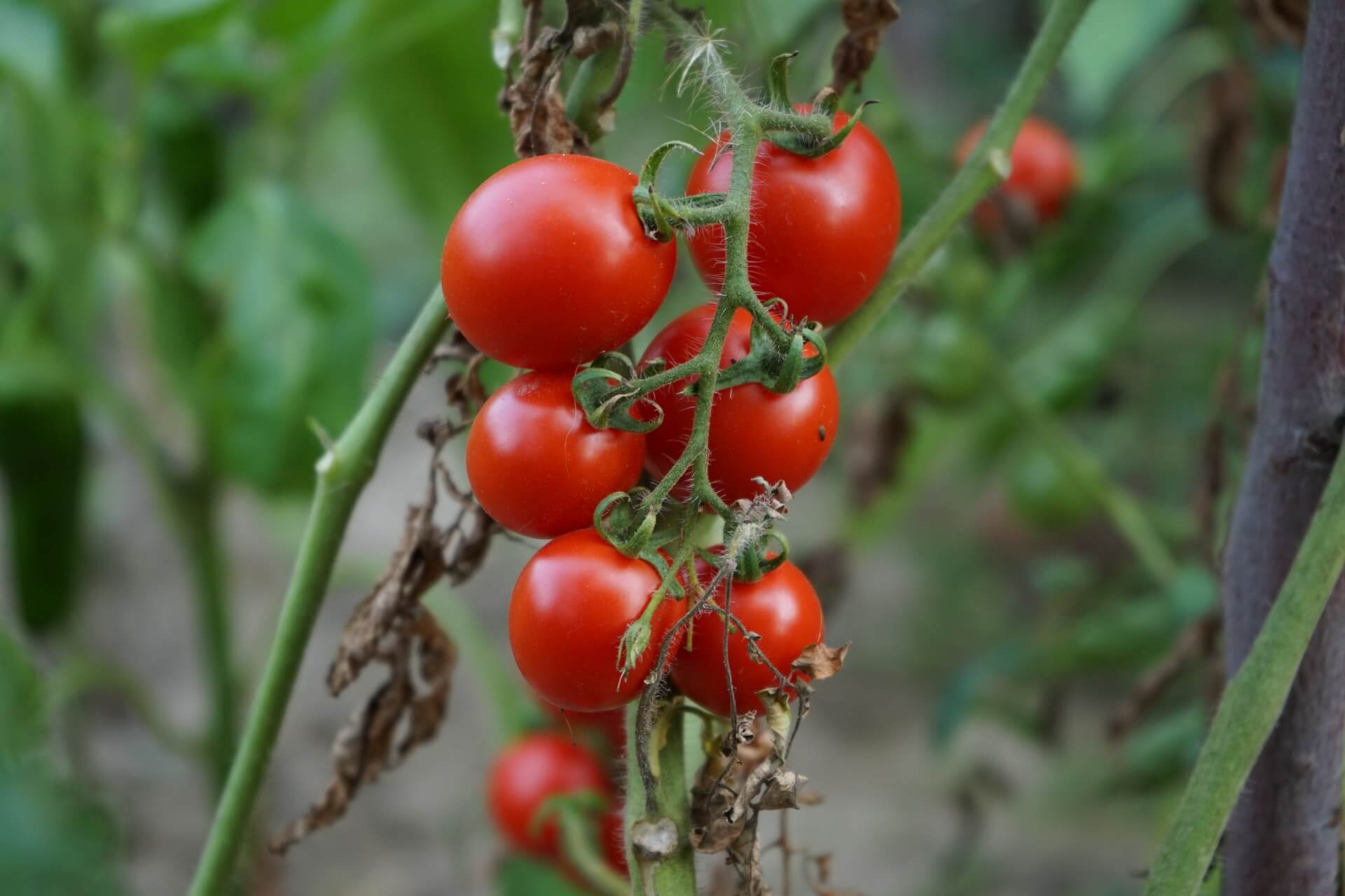 How To Grow Tomatoes Without A Greenhouse