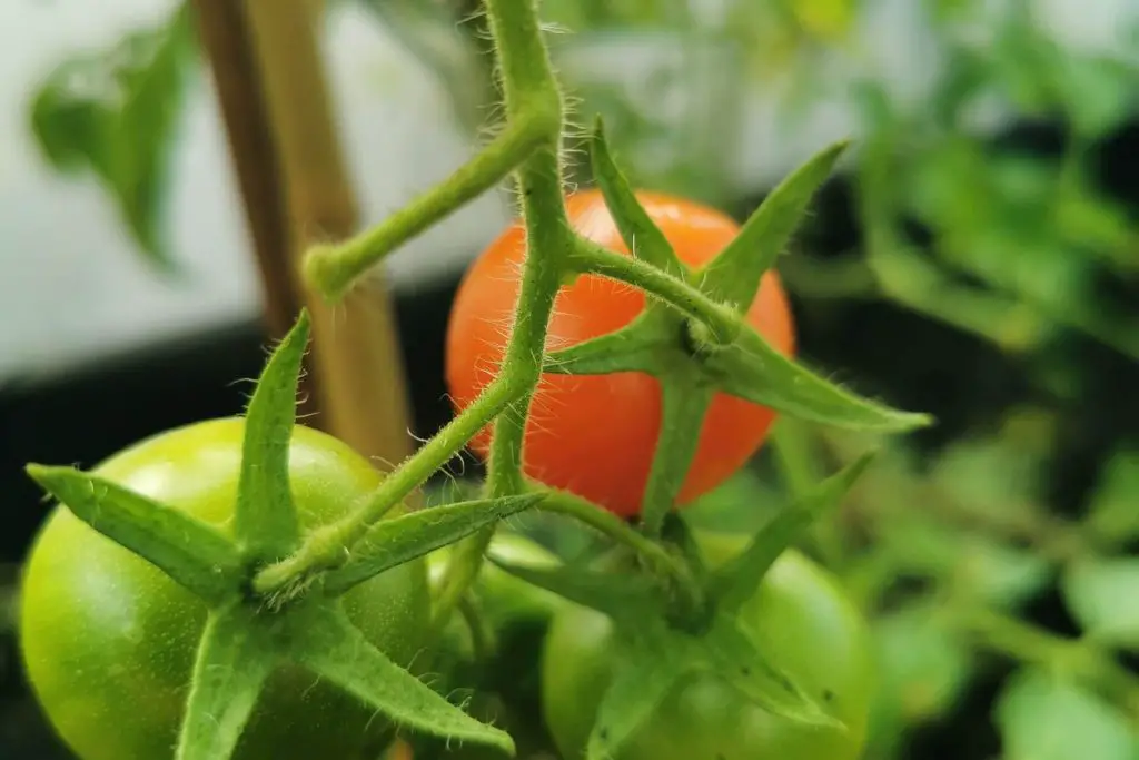 how-to-grow-tomatoes-without-a-greenhouse-essential-growing-tips