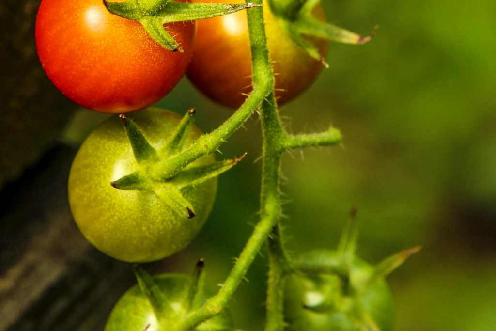 how to grow tomatoes without a greenhouse 