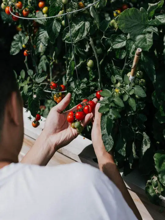 how to grow tomatoes without a greenhouse