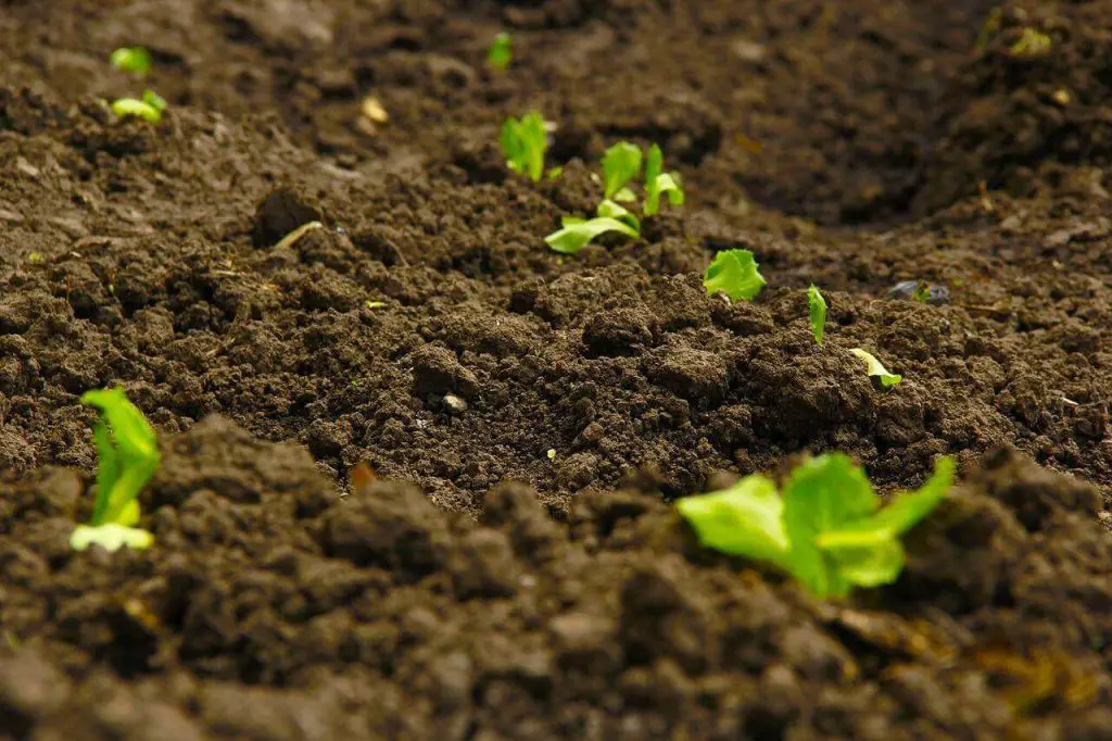 How to make coco peat