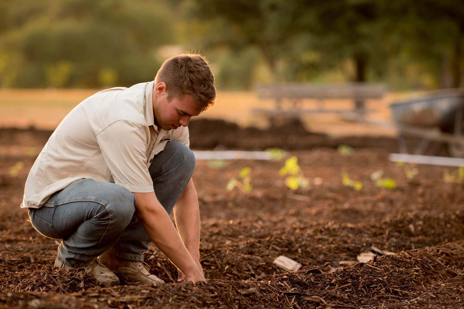 is-horse-manure-good-fertilizer-for-grass