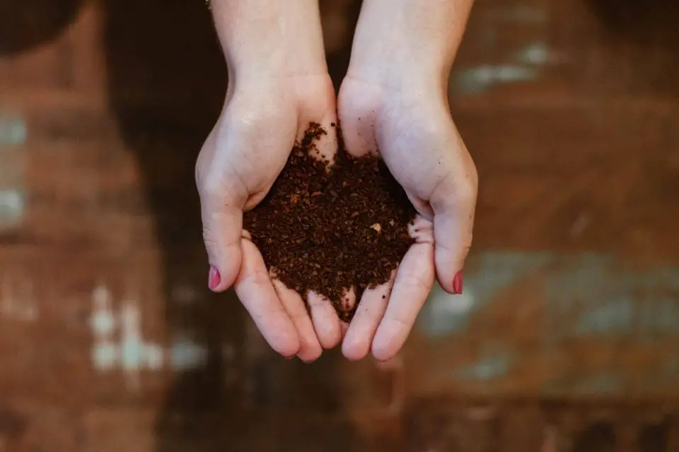 Is Horse Manure Good Fertilizer For Grass?