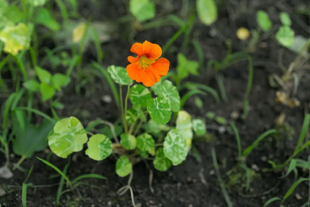 companion plants for bok choy