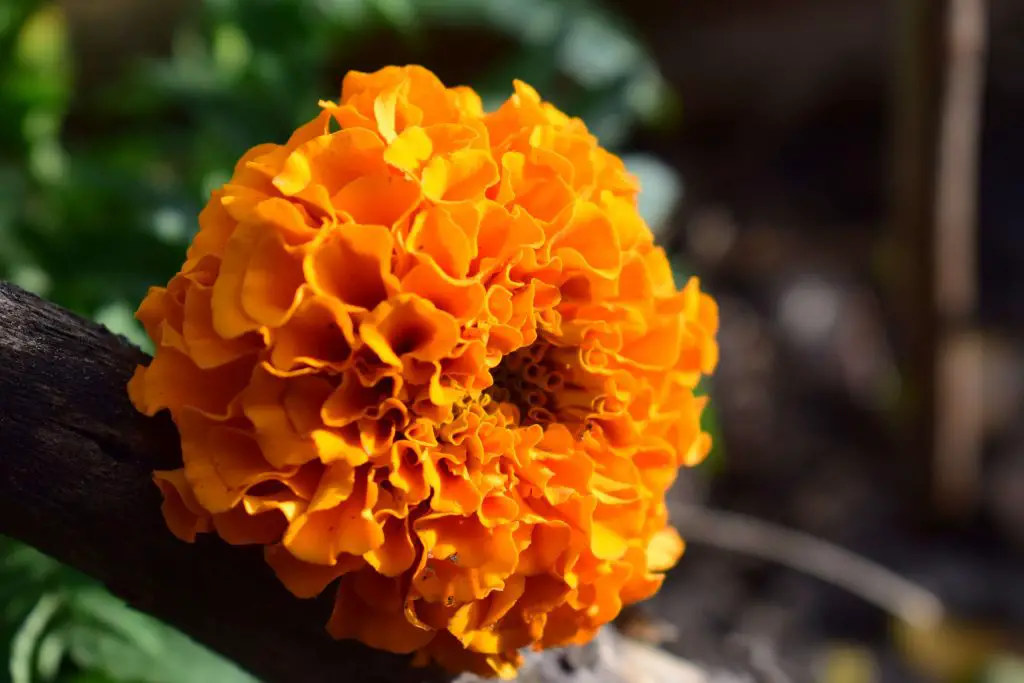 companion plants for bok choy