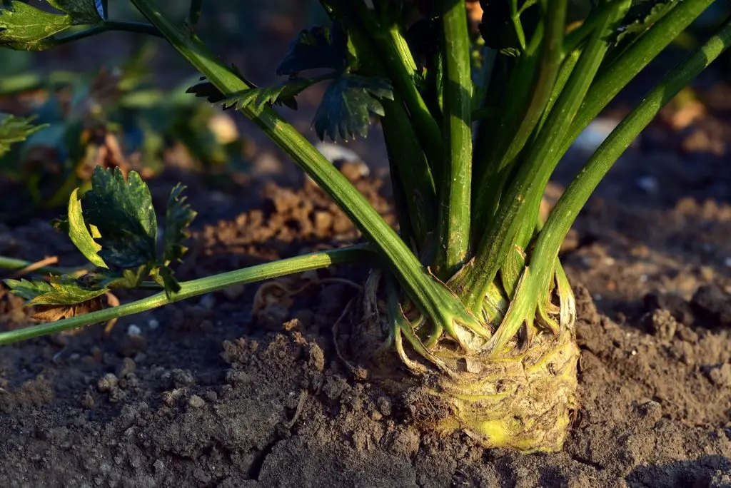 companion plants for celery