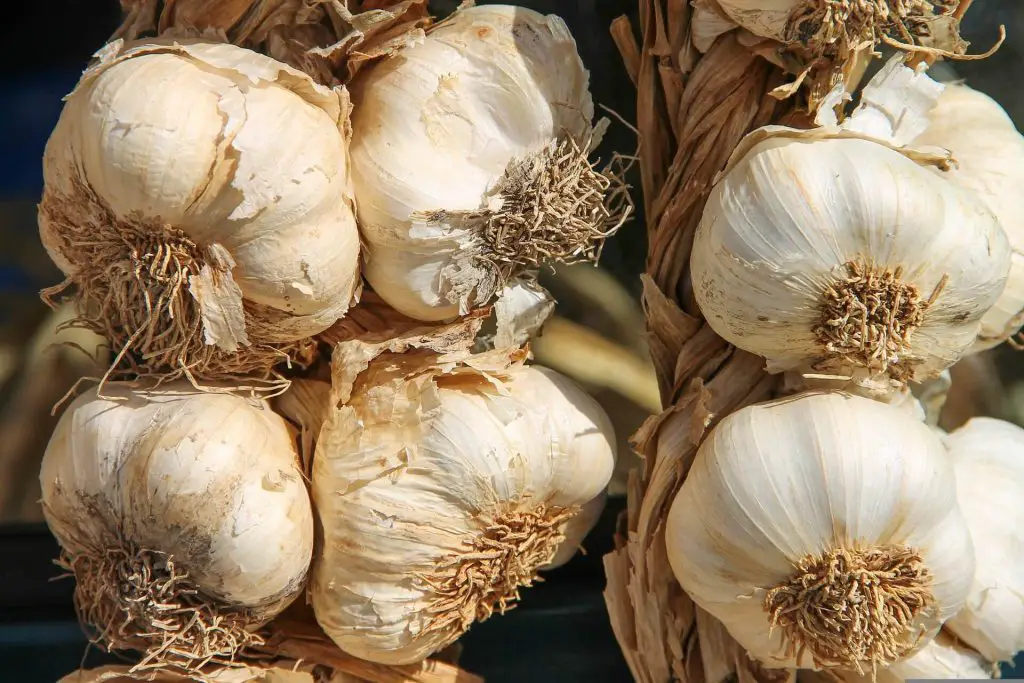 companion plants for celery