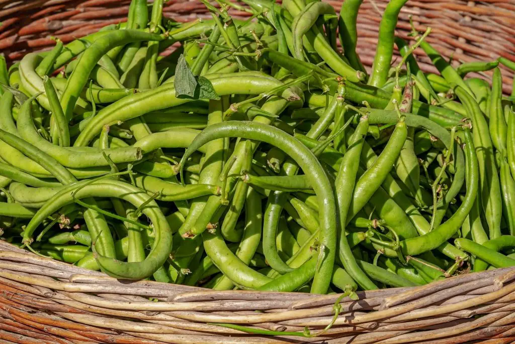 companion plants for celery