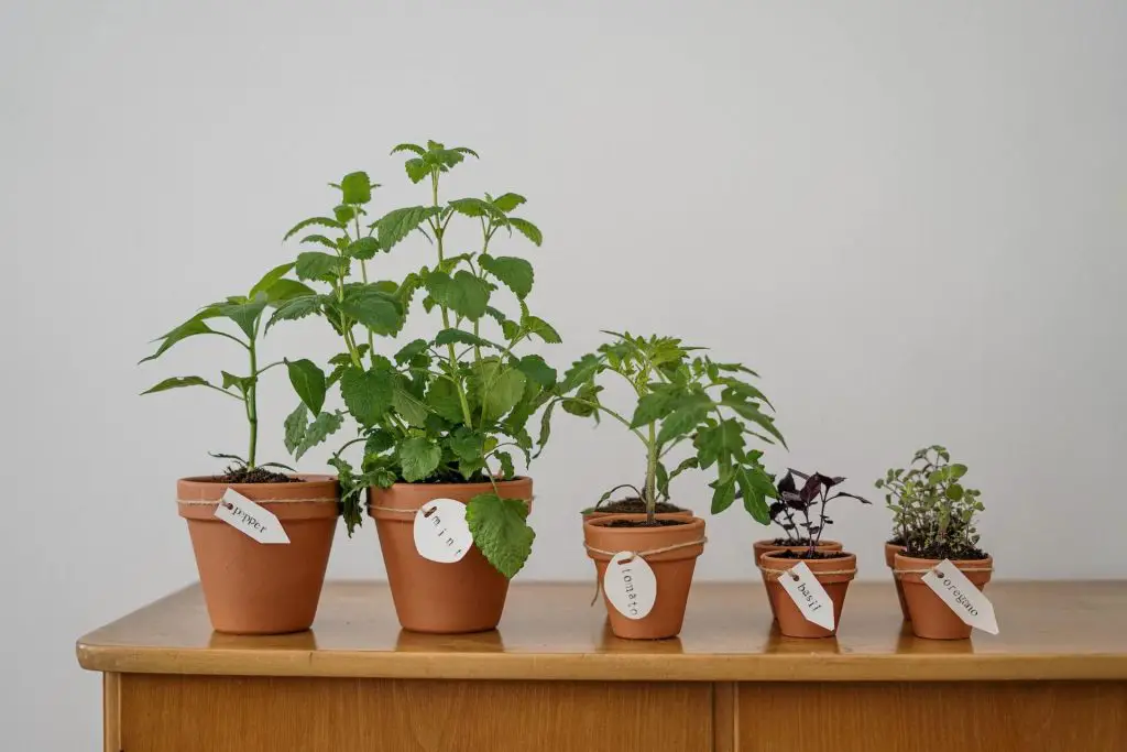 companion plants for mint