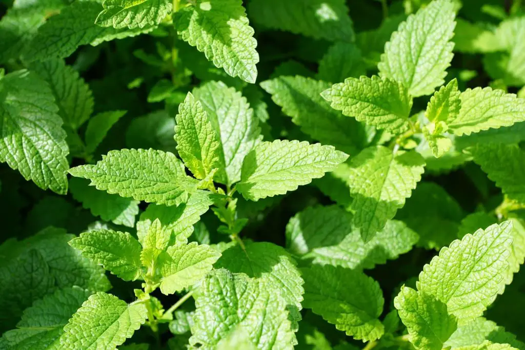 companion plants for mint